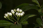 Hillside hawthorn